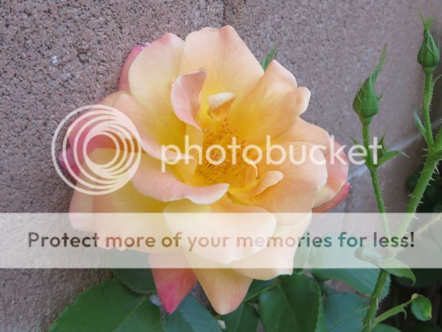 photo IMG_0236_zps9d692da2.jpg